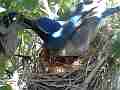 Scrub Jay bird Documentary pecks around then sits on nest GoPro Hero3+ Black Cat.#V17089, 1920x1080 H.264/MPEG-4 AVC(avc1), 46 sec. at 30fps 