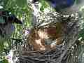 Scrub Jay male Documentary feeds female adjusts eggs and sits GoPro Hero3+ Black Cat.#V17090, 1920x1080 H.264/MPEG-4 AVC(avc1), 146 sec. at 30fps 