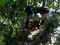 Scrub Jay bird Documentary leaves nest and returns GoPro Hero3+ Black Cat.#V17091, 1920x1080 H.264/MPEG-4 AVC(avc1), 36 sec. at 30fps 