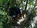 Scrub Jay bird Documentary adjusts eggs and sits in nest GoPro Hero3+ Black Cat.#V17092, 1920x1080 H.264/MPEG-4 AVC(avc1), 39 sec. at 30fps 