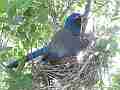 Scrub Jay bird Documentary adjusting and sitting GoPro Hero3+ Black Cat.#V17095, 1920x1080 H.264/MPEG-4 AVC(avc1), 32 sec. at 30fps 