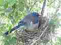 Scrub Jay bird Documentary adjusting and sitting GoPro Hero3+ Black Cat.#V17099, 1920x1080 H.264/MPEG-4 AVC(avc1), 20 sec. at 30fps 