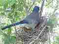Scrub Jay bird Documentary shading eggs and looking around GoPro Hero3+ Black Cat.#V17100, 1920x1080 H.264/MPEG-4 AVC(avc1), 39 sec. at 30fps 