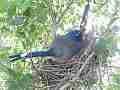 Scrub Jay bird Documentary adjusting and sitting GoPro Hero3+ Black Cat.#V17102, 1920x1080 H.264/MPEG-4 AVC(avc1), 12 sec. at 30fps 