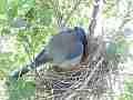 Scrub Jay bird Documentary adjusting and sitting GoPro Hero3+ Black Cat.#V17103, 1920x1080 H.264/MPEG-4 AVC(avc1), 28 sec. at 30fps 