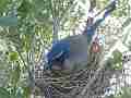 Scrub Jay Nest Documentary brooding M GoPro Hero3+ Black Cat.#V17112, 1920x1080 H.264/MPEG-4 AVC(avc1), 6 sec. at 30fps 