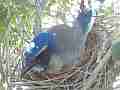 Scrub Jay Nest Documentary brooding N GoPro Hero3+ Black Cat.#V17114, 1920x1080 H.264/MPEG-4 AVC(avc1), 21 sec. at 30fps 