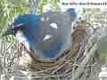 Scrub Jay Nest Documentary Standing looking around N GoPro Hero3+ Black Cat.#V17115, 1920x1080 H.264/MPEG-4 AVC(avc1), 21 sec. at 30fps 
