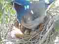 Scrub Jay Nest Documentary feeding and egg adjustment GoPro Hero3+ Black Cat.#V17116, 1920x1080 H.264/MPEG-4 AVC(avc1), 37 sec. at 30fps 