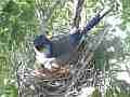 Scrub Jay Nest Documentary brooding looking alert GoPro Hero3+ Black Cat.#V17117, 1920x1080 H.264/MPEG-4 AVC(avc1), 25 sec. at 30fps 