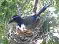 Scrub Jay Nest Documentary brooding looking alert GoPro Hero3+ Black Cat.#V17118, 1920x1080 H.264/MPEG-4 AVC(avc1), 22 sec. at 30fps 