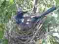 Scrub Jay Nest Documentary brooding looking around GoPro Hero3+ Black Cat.#V17122, 1920x1080 H.264/MPEG-4 AVC(avc1), 23 sec. at 30fps 