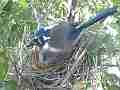 Scrub Jay Nest Documentary adjusting eggs brooding GoPro Hero3+ Black Cat.#V17123, 1920x1080 H.264/MPEG-4 AVC(avc1), 21 sec. at 30fps 