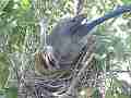 Scrub Jay Nest Documentary adjusting eggs snuggle in GoPro Hero3+ Black Cat.#V17124, 1920x1080 H.264/MPEG-4 AVC(avc1), 23 sec. at 30fps 