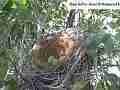 Scrub Jay Nest Documentary leaving nest bumps camera pole GoPro Hero3+ Black Cat.#V17125, 1920x1080 H.264/MPEG-4 AVC(avc1), 14 sec. at 30fps 
