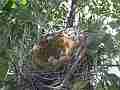 Scrub Jay Nest Documentary 3 eggs in nest wide view GoPro Hero3+ Black Cat.#V17126, 1920x1080 H.264/MPEG-4 AVC(avc1), 17 sec. at 30fps 