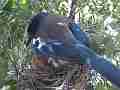 Scrub Jay Nest Documentary return to nest snuggle in rear view GoPro Hero3+ Black Cat.#V17127, 1920x1080 H.264/MPEG-4 AVC(avc1), 38 sec. at 30fps 
