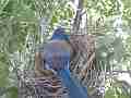 Scrub Jay Nest Documentary snuggle in rear view GoPro Hero3+ Black Cat.#V17129, 1920x1080 H.264/MPEG-4 AVC(avc1), 10 sec. at 30fps 