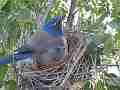 Scrub Jay Nest Documentary adjusting eggs M GoPro Hero3+ Black Cat.#V17130, 1920x1080 H.264/MPEG-4 AVC(avc1), 31 sec. at 30fps 