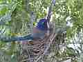 Scrub Jay Nest Documentary brooding W GoPro Hero3+ Black Cat.#V17132, 1920x1080 H.264/MPEG-4 AVC(avc1), 20 sec. at 30fps 
