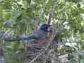 Scrub Jay Nest Documentary brooding W GoPro Hero3+ Black Cat.#V17133, 1920x1080 H.264/MPEG-4 AVC(avc1), 11 sec. at 30fps 