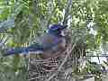 Scrub Jay Nest Documentary 4K brooding GoPro Hero3+ Black Cat.#V17134, 1920x1080 H.264/MPEG-4 AVC(avc1), 10 sec. at 30fps 