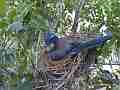 Scrub Jay Nest Documentary brooding W GoPro Hero3+ Black Cat.#V17136, 1920x1080 H.264/MPEG-4 AVC(avc1), 17 sec. at 30fps 