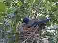 Scrub Jay Nest Documentary brooding W GoPro Hero3+ Black Cat.#V17137, 1920x1080 H.264/MPEG-4 AVC(avc1), 16 sec. at 30fps 
