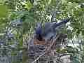 Scrub Jay Nest Documentary adjusting eggs snuggle in W GoPro Hero3+ Black Cat.#V17138, 1920x1080 H.264/MPEG-4 AVC(avc1), 29 sec. at 30fps 