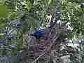Scrub Jay Nest Documentary brooding W GoPro Hero3+ Black Cat.#V17139, 1920x1080 H.264/MPEG-4 AVC(avc1), 17 sec. at 30fps 