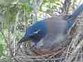 Scrub Jay Nest Documentary brooding N GoPro Hero3+ Black Cat.#V17140, 1920x1080 H.264/MPEG-4 AVC(avc1), 18 sec. at 30fps 