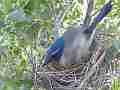 Scrub Jay Nest Documentary snuggle in brooding GoPro Hero3+ Black Cat.#V17141, 1920x1080 H.264/MPEG-4 AVC(avc1), 10 sec. at 30fps 