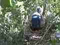 Scrub Jay Nest Documentary adjusting eggs W GoPro Hero3+ Black Cat.#V17142, 1920x1080 H.264/MPEG-4 AVC(avc1), 22 sec. at 30fps 