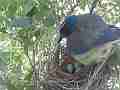 Scrub Jay Nest Documentary standing on nest adjusting eggs GoPro Hero3+ Black Cat.#V17160, 1920x1080 H.264/MPEG-4 AVC(avc1), 30 sec. at 30fps 