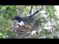 Scrub Jay Nest Documentary adjusting eggs brooding GoPro Hero3+ Black Cat.#V17123, 1920x1080 H.264/MPEG-4 AVC(avc1), 21 sec. at 30fps 