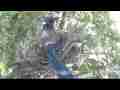Scrub Jay Nest Documentary snuggle in rear view GoPro Hero3+ Black Cat.#V17129, 1920x1080 H.264/MPEG-4 AVC(avc1), 10 sec. at 30fps 