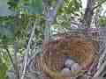 Scrub jay Documentary bird returns to nest and sits close-up view GoPro Hero3+ Black Cat.#V17202, 1920x1080 H.264/MPEG-4 AVC(avc1), 38 sec. at 30fps 