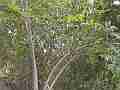 Scrub Jay Documentary female leaves nest under tree view Canon HF100 Cat.#V17258, 1920x1080 H.264/AVCHD (.MTS), 7 sec. at 30fps 