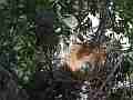 Scrub Jay Nest Documentary vacant nest 3 eggs GoPro Hero3+ Black Cat.#V17264, 1920x1080 H.264/MPEG-4 AVC(avc1), 15 sec. at 30fps 