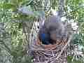 Scrub Jay Nest Documentary female adjusting eggs face view GoPro Hero3+ Black Cat.#V17298, 1920x1080 H.264/MPEG-4 AVC(avc1), 18 sec. at 30fps 