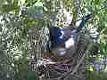 Scrub Jay Documentary Female calls and leaves nest GoPro Hero3+ Black Cat.#V17299, 1920x1080 H.264/MPEG-4 AVC(avc1), 16 sec. at 30fps 