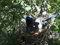 Scrub Jay Documentary doesn't leave GoPro Hero3+ Black Cat.#V17303, 1920x1080 H.264/MPEG-4 AVC(avc1), 35 sec. at 30fps 