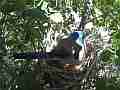 Scrub Jay Documentary Hop on eggs and snuggle in GoPro Hero3+ Black Cat.#V17310, 1920x1080 H.264/MPEG-4 AVC(avc1), 17 sec. at 30fps 