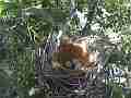 Scrub Jay Documentary female returns to nest GoPro Hero3+ Black Cat.#V17318, 1920x1080 H.264/MPEG-4 AVC(avc1), 32 sec. at 30fps 