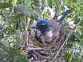 Scrub Jay Documentary Adjusting eggs after feeding GoPro Hero3+ Black Cat.#V17321, 1920x1080 H.264/MPEG-4 AVC(avc1), 40 sec. at 30fps 