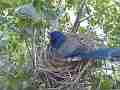 Scrub Jay female leaves nest Cat.#V17374, 1920x1080 H.264/MPEG-4 AVC, 19 sec. at 30fps 