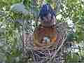 Scrub Jay female returns to nest Cat.#V17377, 1920x1080 H.264/MPEG-4 AVC, 40 sec. at 30fps 