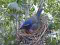 Scrub Jay female adjusts eggs and spins Cat.#V17378, 1920x1080 H.264/MPEG-4 AVC, 38 sec. at 30fps 