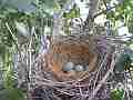Scrub Jay female returns to nest Cat.#V17380, 1920x1080 H.264/MPEG-4 AVC, 63 sec. at 30fps 