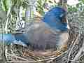 Scrub Jay female calls and leaves nest zoomed Cat.#V17381, 1920x1080 H.264/MPEG-4 AVC, 33 sec. at 30fps 